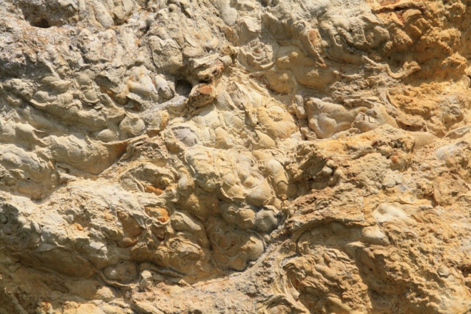 Fossilien im Riesseekalk