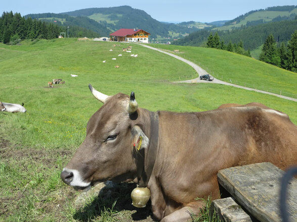 Juget Alpe