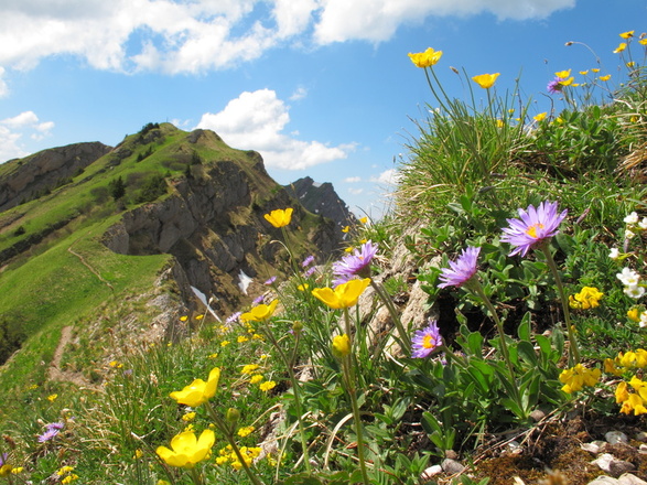 Allgäuer Residenzen