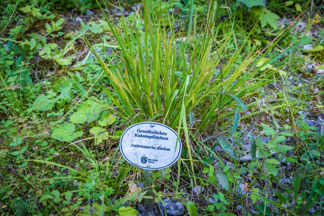 Bergkurgarten Bayerisch Gmain