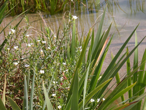 Sumpflandschaft am Natur Erlebnis Weg Bischofswiesen