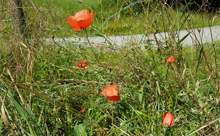 Klatschmohn am Natur-Erlebnispfad