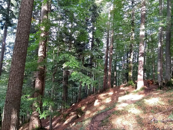 v durch den Wald