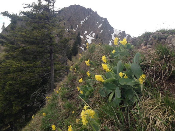 Vor dem Gipfel des Stuiben