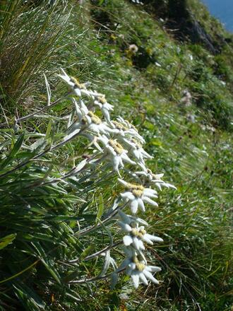 Bergblumen
