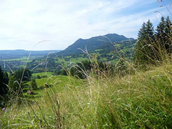 Wiese bei Sonthofen