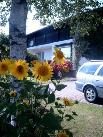 ost-sonnenblume