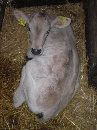 ferienwohnungheinz044
