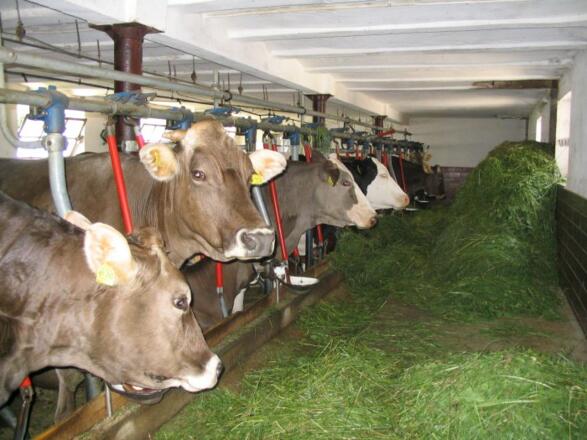stall