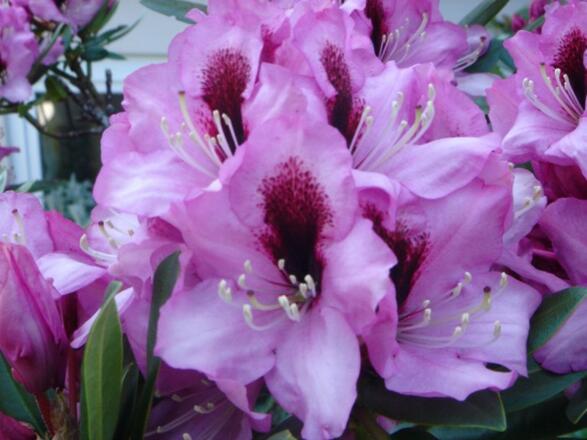 rhododendron