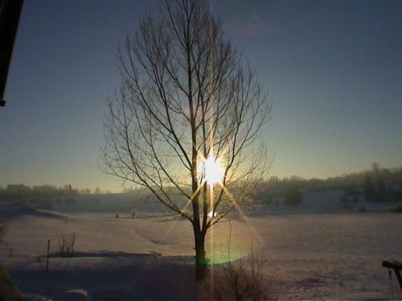 kopievon28baumimgegenlicht