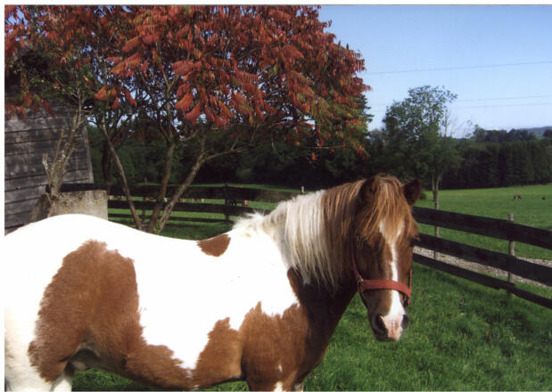 pony108