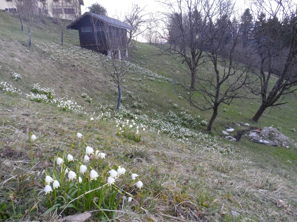 Frühling in Hallein
