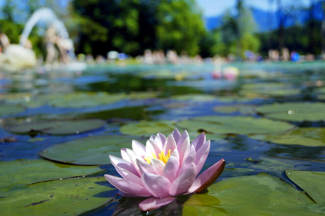 Naturbad Aschauerweiher Bischofswiesen