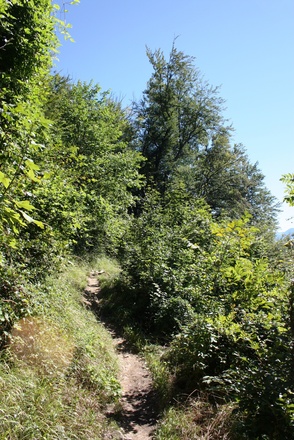 Pfad zur Ruine Thürndl