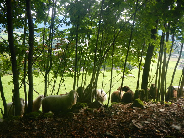 Schafherde am Rand eines Waldes