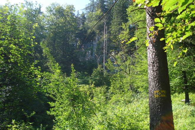 Der Aufstieg führt größten Teils durch den Wald