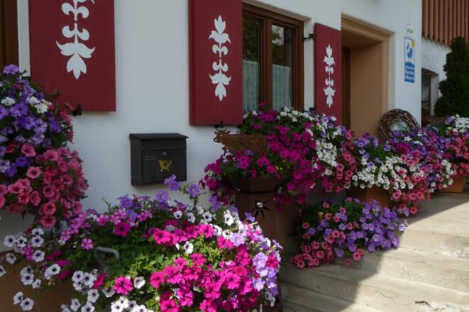 Blütenpracht im Sommer