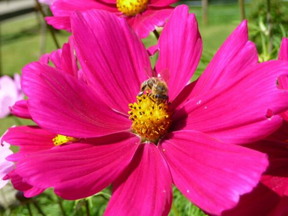 Cosmea - Kräftige Farben, Natur erleben