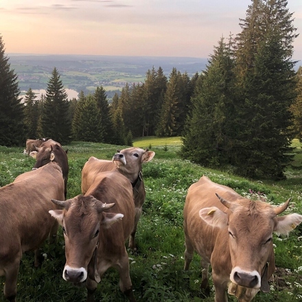 Neugierige Schumpen bei der Alpe Blösse