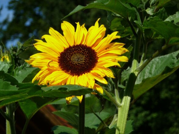 Wir lieben Sonnenblumen