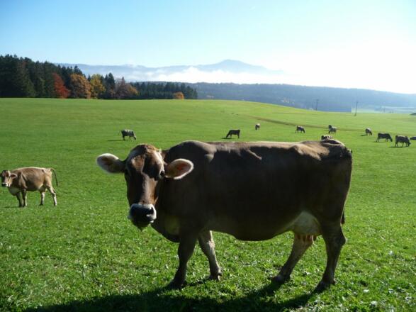 Unsere Kühe genießen die Natur