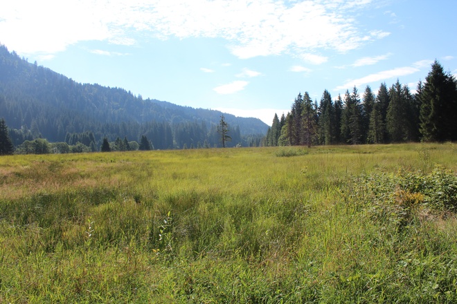 Tour durch Moor- und Streuwiesen in Balderschwang