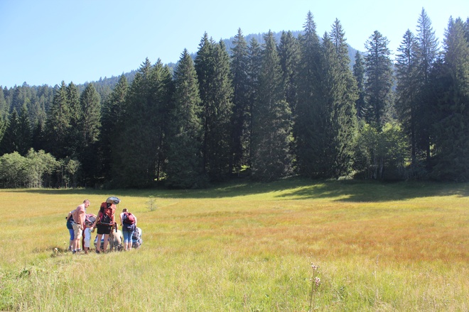 Tour durch Moor- und Streuwiesen in Balderschwang