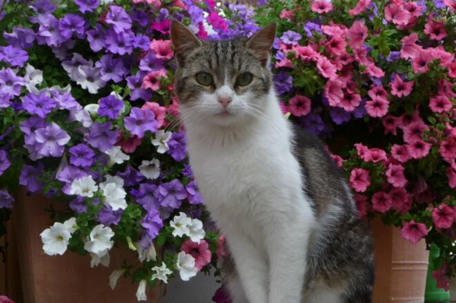 Rocky unser Schmuser