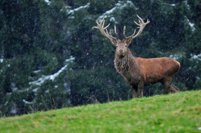 Rothirsch - Störempfindliche Art im Wald-Wild-Schongebiet