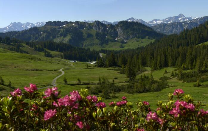 Alpenrosenblüte in Grasgehren
