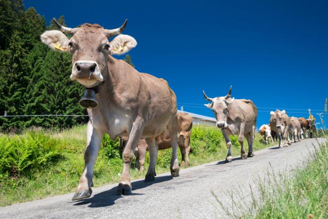 Die Kühe dürfen jeden Tag auf die Wiese, um das frische Gras mit duftenden Bergkräutern zu fressen