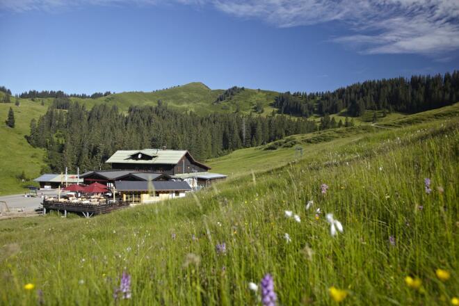Eingebettet in grünen Wiesen und umgeben von grasenden Kühen