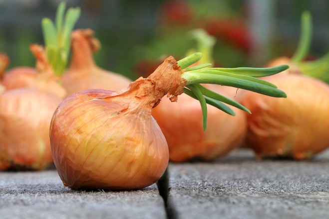 onion-1507519_1920_klimkinatpixabay