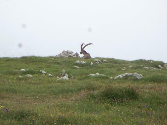Steinböcke am Schneibstein