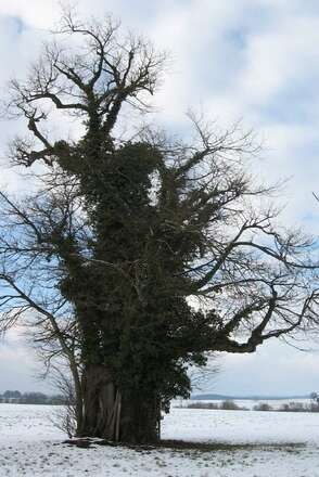 Große Linde Kammerloh Eiselfing