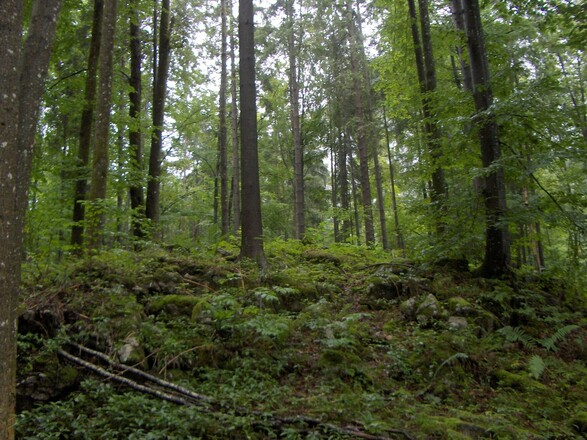 Naturbelassener „Urwald“