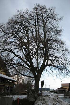 Königreich Bayern Linde Höslwang