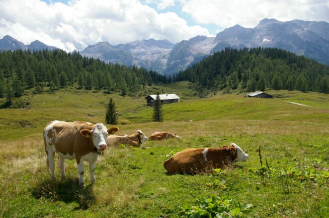 Gotzenalm mit Gebirgspanorama