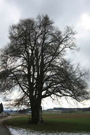 Friedenslinde Halfing