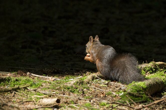 Die &quot;Frechhörnchen&quot; im Weidachwald in Fischen