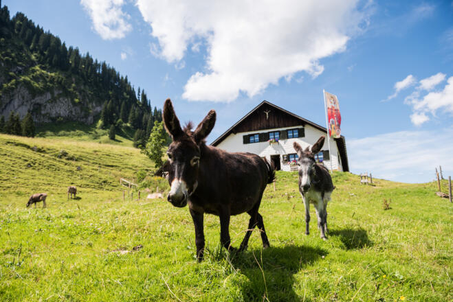 Allgäuer Alpgenuss auf der Alpe Schönberg bei Obermaiselstein