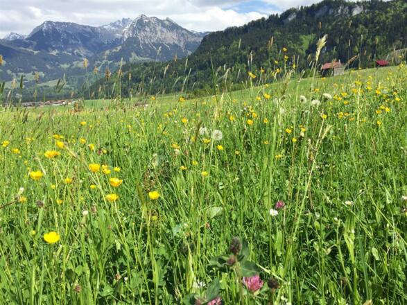Blick vom Herrenberg-Nebelhorn