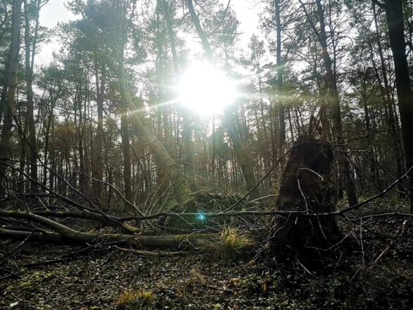 Umgefallener Baum im Hartelholz
