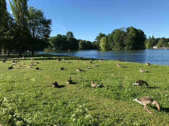 Enten im Englischen Garten