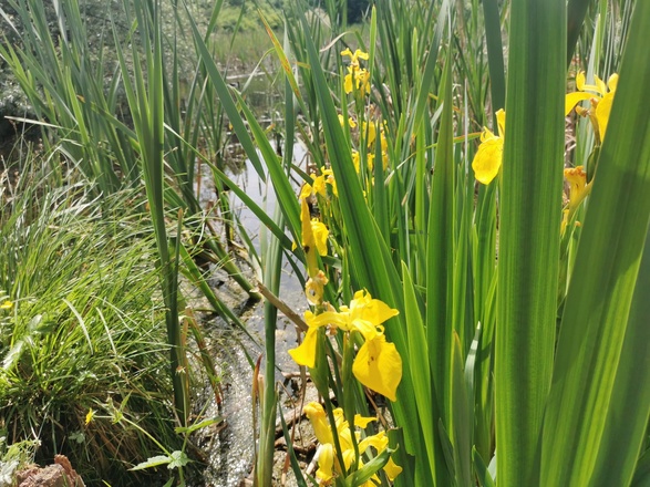 Weiher in der Aubinger Lohe