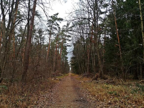 Waldweg ins Hartelholz