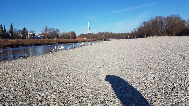 Schwäne am Flaucher nah