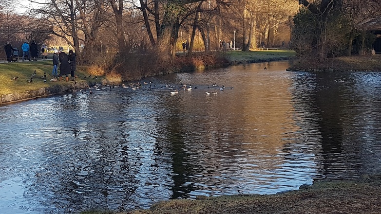 Enten im Englischen Garten