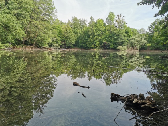 Weiher in der Aubinger Lohe